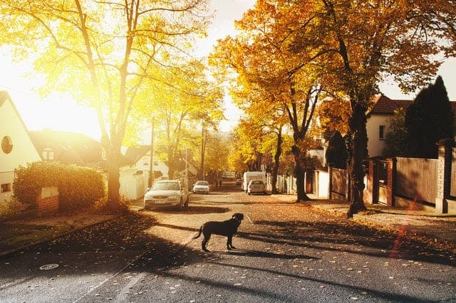 Dog on a residential street