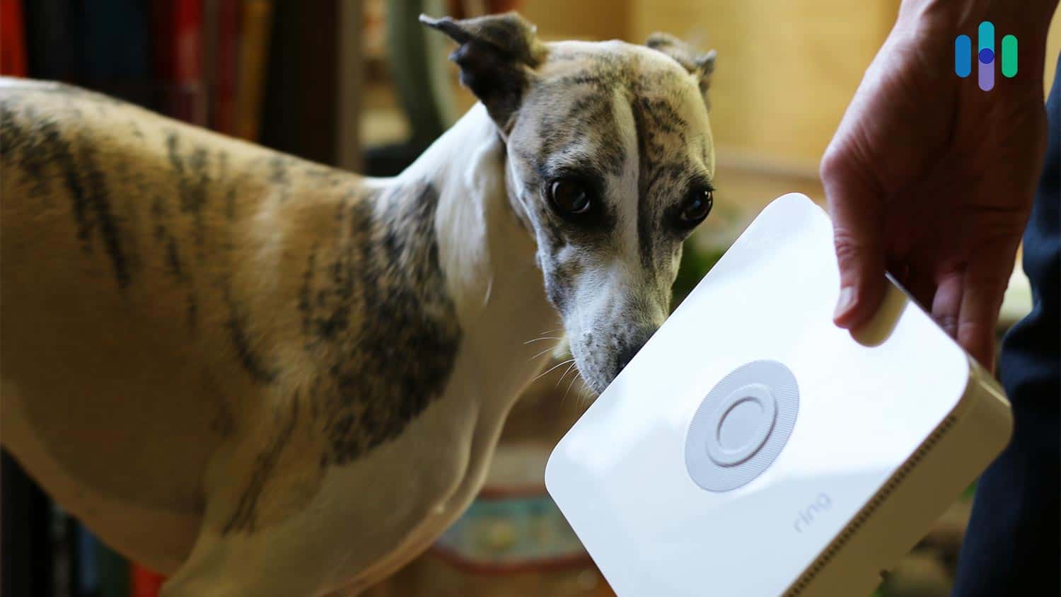 A dog looking at a Ring Alarm system